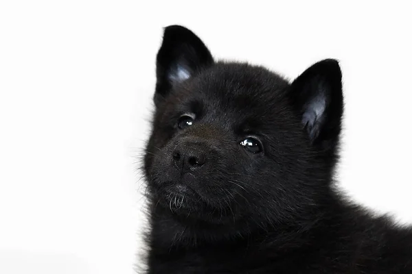 Retrato Cachorro Blanco Negro Cabeza Raza Perro Del Norte Ruso —  Fotos de Stock