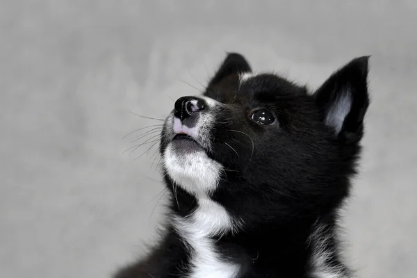 Portrait of a black and white puppy.  Head of the Northern dog breed Russian-European Laika.