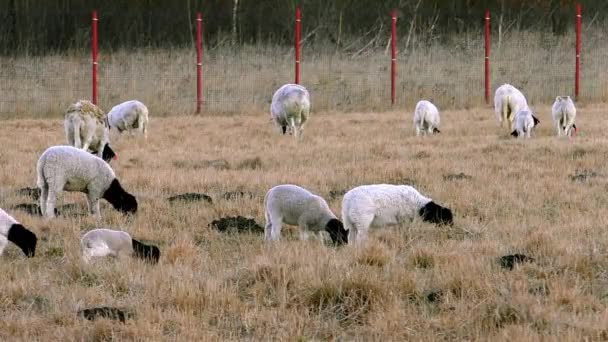 Een Kudde Schapen Grazen Boerderij Britse Schapenhouderij Weidegrond — Stockvideo