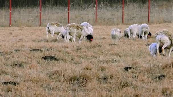 成群的羊在农场上吃草 在牧场上放牧的英国绵羊 — 图库视频影像