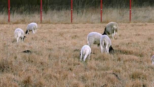 Een Kudde Schapen Grazen Boerderij Britse Schapenhouderij Weidegrond — Stockvideo