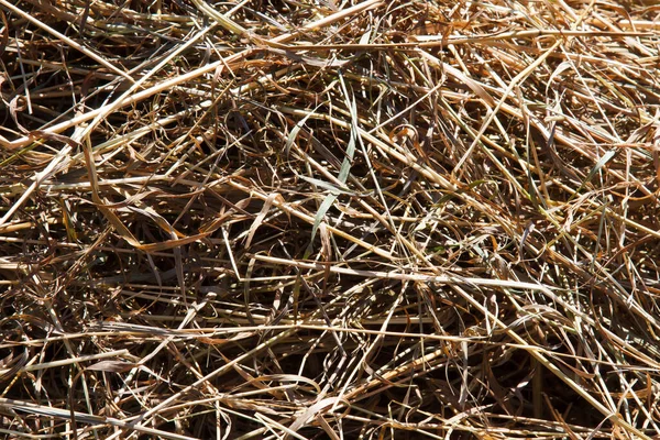 Un pagliaio in un campo di agricoltori . — Foto Stock