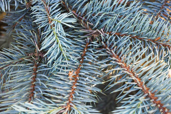 Zarif, lüks iğneler Yakındaki fidan ağacı.