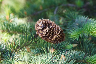 Yeşil ladin üzerindeki iğneleri kozalaklıyorlar..