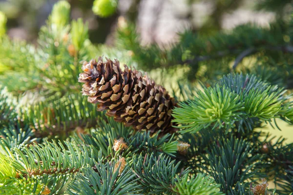 Conifers Needles Green Spruce — Stock Photo, Image
