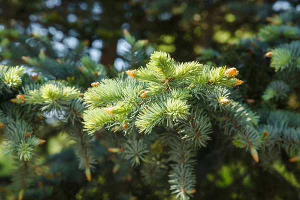Πεύκο Φυτρώνει Στις Βελόνες Του Δέντρου Φύση Του Δάσους Λεπτομερώς — Φωτογραφία Αρχείου