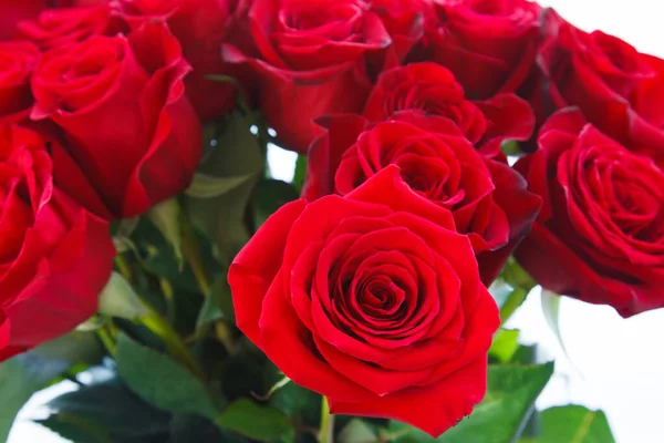 Kırmızı büyük gülleri olan bir saksı.