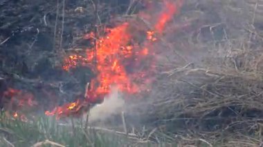 Kuru çimenlere ateş saçıyor. Ormanların yanması felaketi tehdit ediyor.