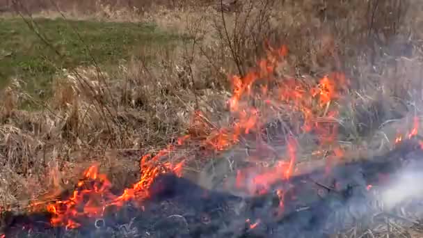 Sprider Eld Det Torra Gräset Förbränning Skog Hotar Katastrof — Stockvideo