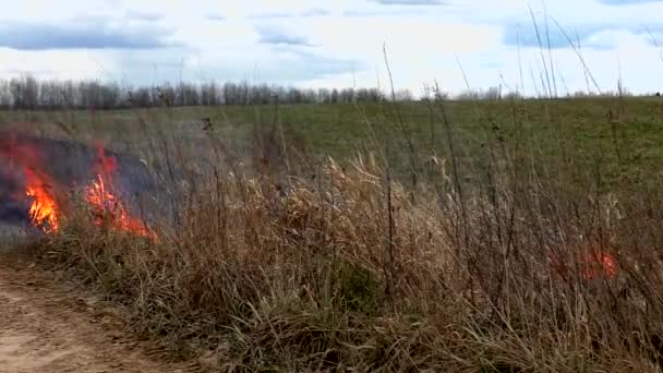 在干草上撒火 森林被烧毁可能带来灾难 — 图库视频影像
