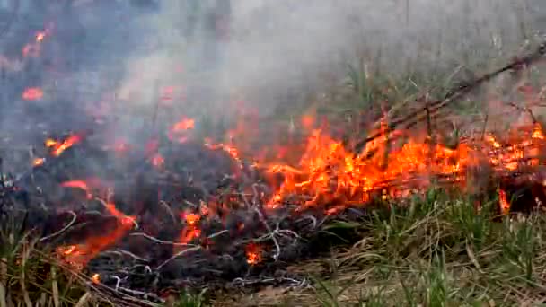 乾燥した草の中に火を広げる 森林の燃焼は災害を脅かす — ストック動画