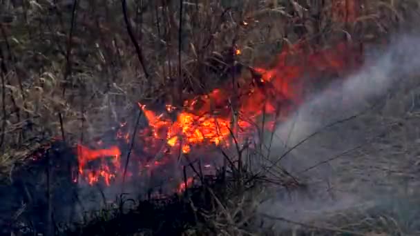 Розповсюдження Вогню Сухій Траві Спалювання Лісів Загрожує Катастрофі — стокове відео