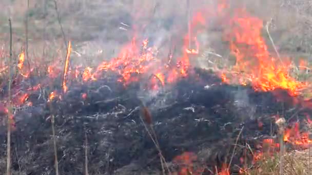 在干草上撒火 森林被烧毁可能带来灾难 — 图库视频影像