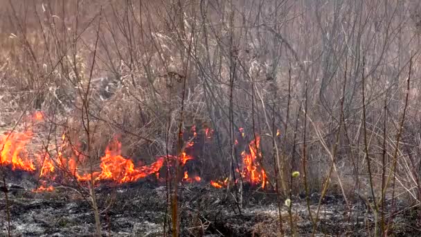 Εξαπλώνοντας Φωτιά Στο Γρασίδι Καύση Των Δασών Απειλεί Καταστροφή — Αρχείο Βίντεο