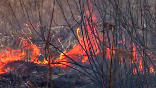 Diseminando Fuego Hierba Seca Quema Bosques Amenaza Con Desastre — Vídeos de Stock