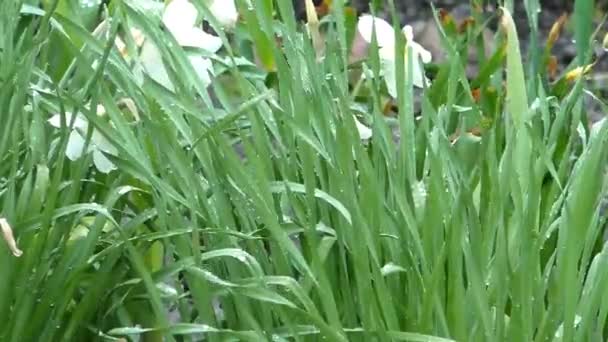 Nedfallet Ger Näring Växterna Kraftigt Regn Uppfriskande Vegetation — Stockvideo