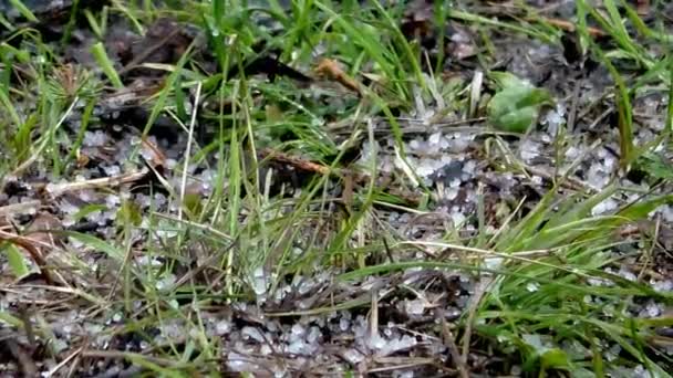 Lluvia y granizo de hielo vertiendo el suelo de las plantas . — Vídeo de stock