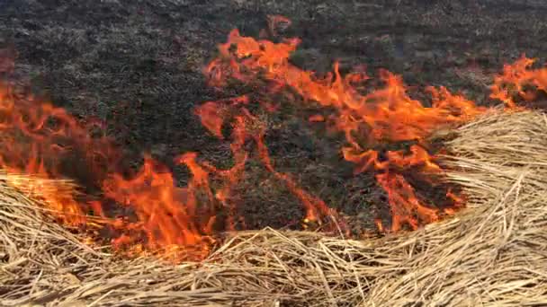 Сжигание лесов грозит катастрофой . — стоковое видео