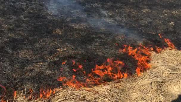 La quema de bosques amenaza con desastre . — Vídeos de Stock