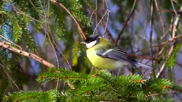 Il est assis sur une branche . — Video