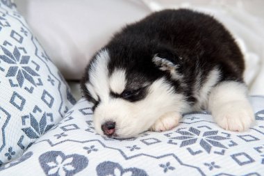 Şirin yavru köpek Mavi gözlü Husky.