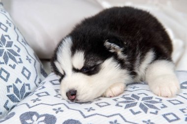 Şirin yavru köpek Mavi gözlü Husky.