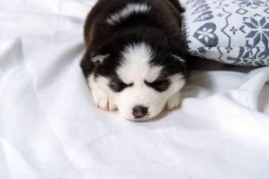 Şirin yavru köpek Mavi gözlü Husky.