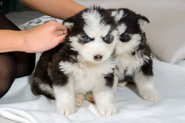Cute Baby Dog Husky Niebieskimi Oczami — Zdjęcie stockowe