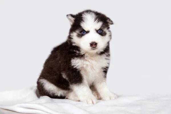 Cute Baby Dog Husky Niebieskimi Oczami — Zdjęcie stockowe