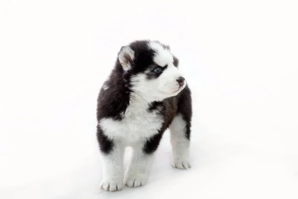 Niedlicher Babyhund Husky Mit Blauen Augen — Stockfoto