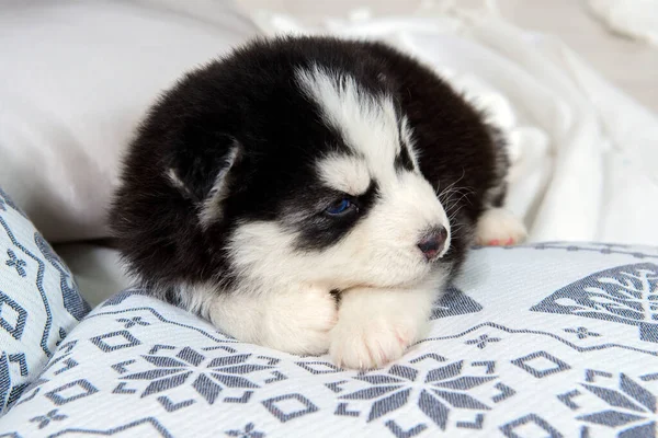 Mignon Bébé Chien Husky Aux Yeux Bleus — Photo