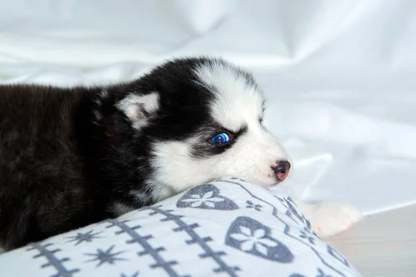 Χαριτωμένο Σκυλάκι Husky Μπλε Μάτια — Φωτογραφία Αρχείου