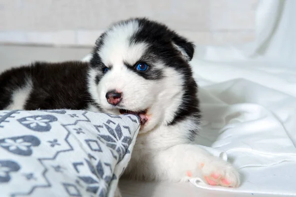 Χαριτωμένο Σκυλάκι Husky Μπλε Μάτια — Φωτογραφία Αρχείου