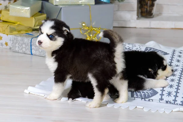 Cute Baby Dog Husky Niebieskimi Oczami — Zdjęcie stockowe