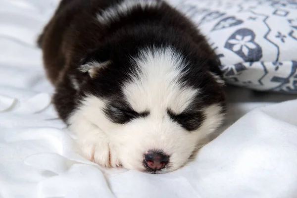 Ojos Azules Siberian Husky De Mentira Images Libres De Droit Photos De Ojos Azules Siberian Husky De Mentira Page 7 Depositphotos