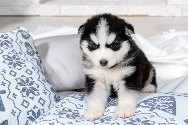 Ojos Azules Siberian Husky De Mentira Images Libres De Droit Photos De Ojos Azules Siberian Husky De Mentira Page 7 Depositphotos