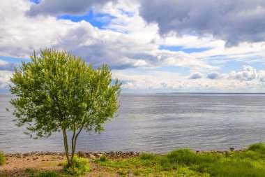 Ağaçlar, göl manzarası..