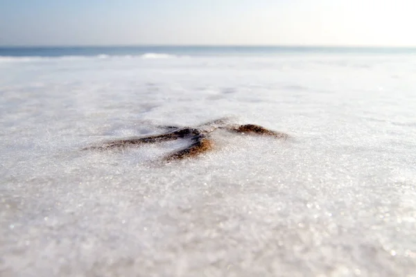 Зоряна Риба Снігу Березі Моря Взимку — стокове фото