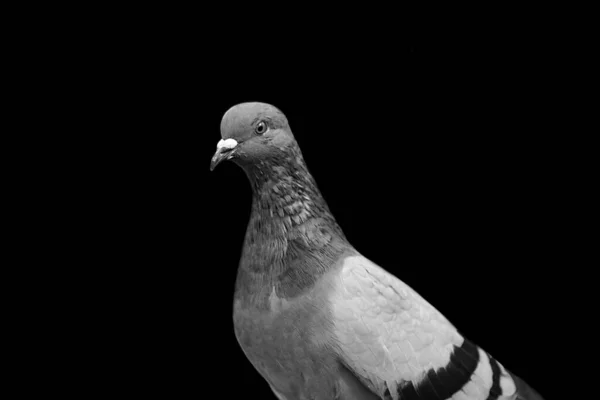 Olhos Pássaro Pombas Símbolo Paz — Fotografia de Stock