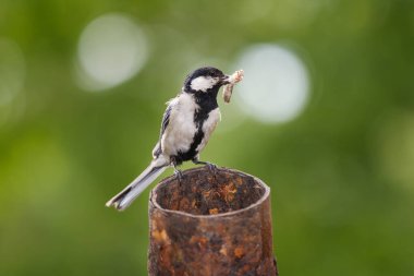 Gagasında tırtıl olan Parus Major kuşu. Vahşi yaşam annelik hayvanları.
