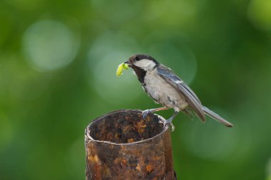 Gagasında tırtıl olan Parus Major kuşu. Vahşi yaşam annelik hayvanları.