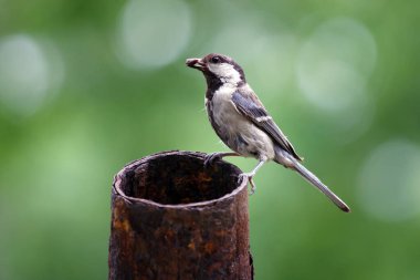Gagasında tırtıl olan Parus Major kuşu. Vahşi yaşam annelik hayvanları.