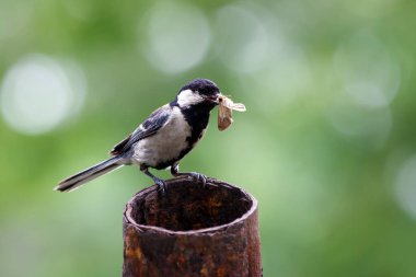 Gagasında tırtıl olan Parus Major kuşu. Vahşi yaşam annelik hayvanları.