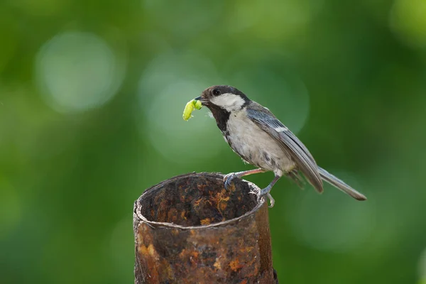 Pájaro Mayor Parus Con Una Oruga Pico Animales Maternidad Silvestres — Foto de Stock