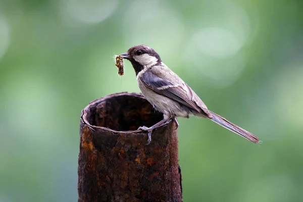 Parus Major Madár Hernyóval Csőrében Vadon Élő Anyaállatok — Stock Fotó