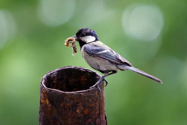 Pájaro Mayor Parus Con Una Oruga Pico Animales Maternidad Silvestres — Foto de Stock