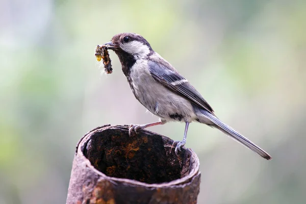 Parus Major Madár Hernyóval Csőrében Vadon Élő Anyaállatok — Stock Fotó