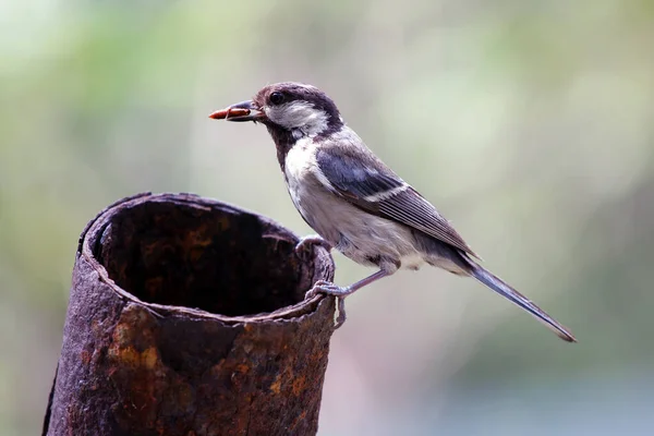 Parus Major Madár Hernyóval Csőrében Vadon Élő Anyaállatok — Stock Fotó