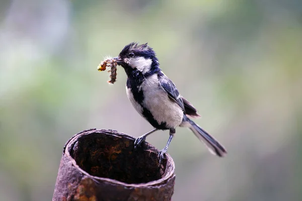 Parus Major Madár Hernyóval Csőrében Vadon Élő Anyaállatok — Stock Fotó