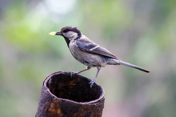 Parus Major Vogel Mit Einer Raupe Schnabel Wildtiere Als Muttertiere — Stockfoto